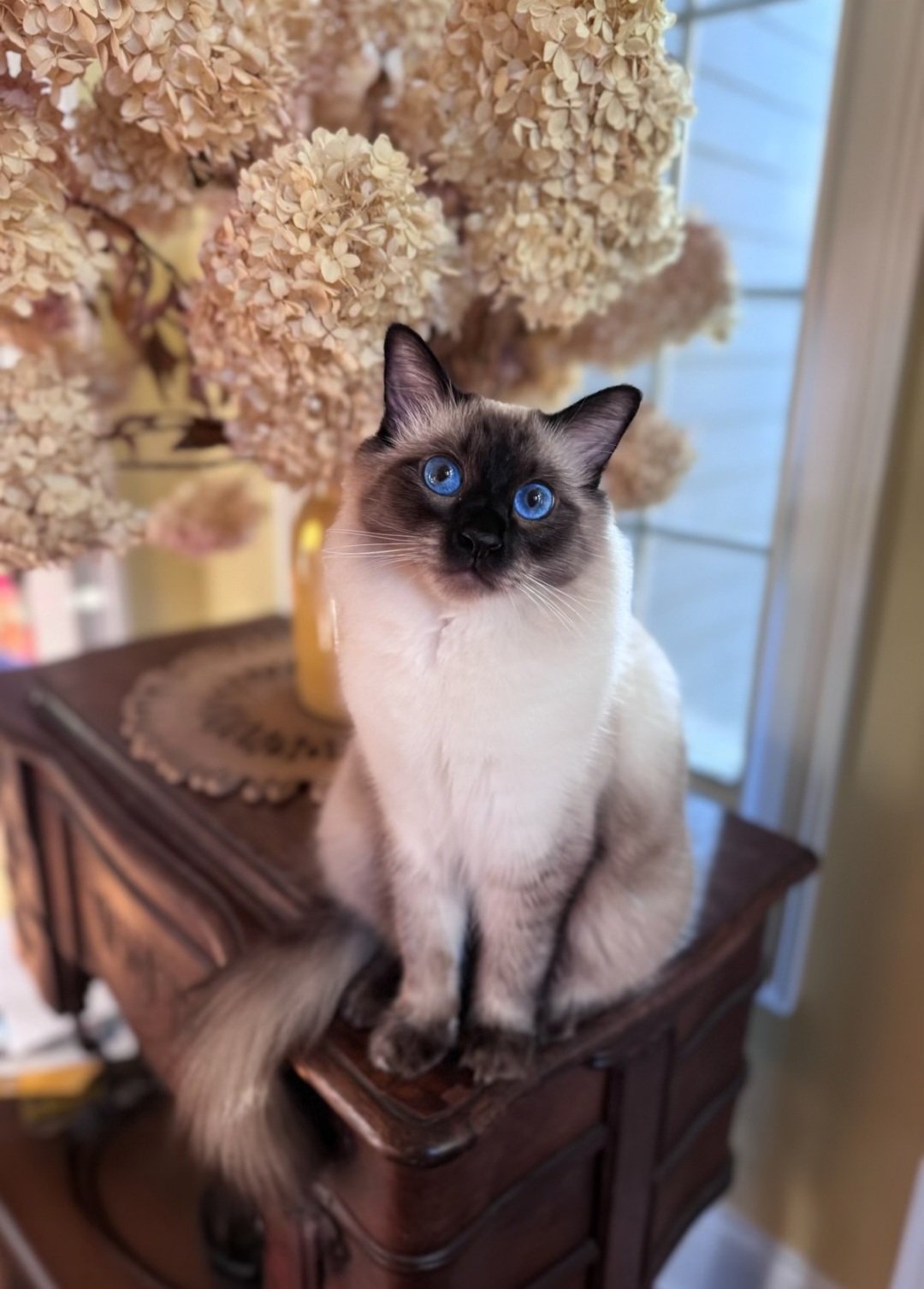 balinese tica sapphirekittens