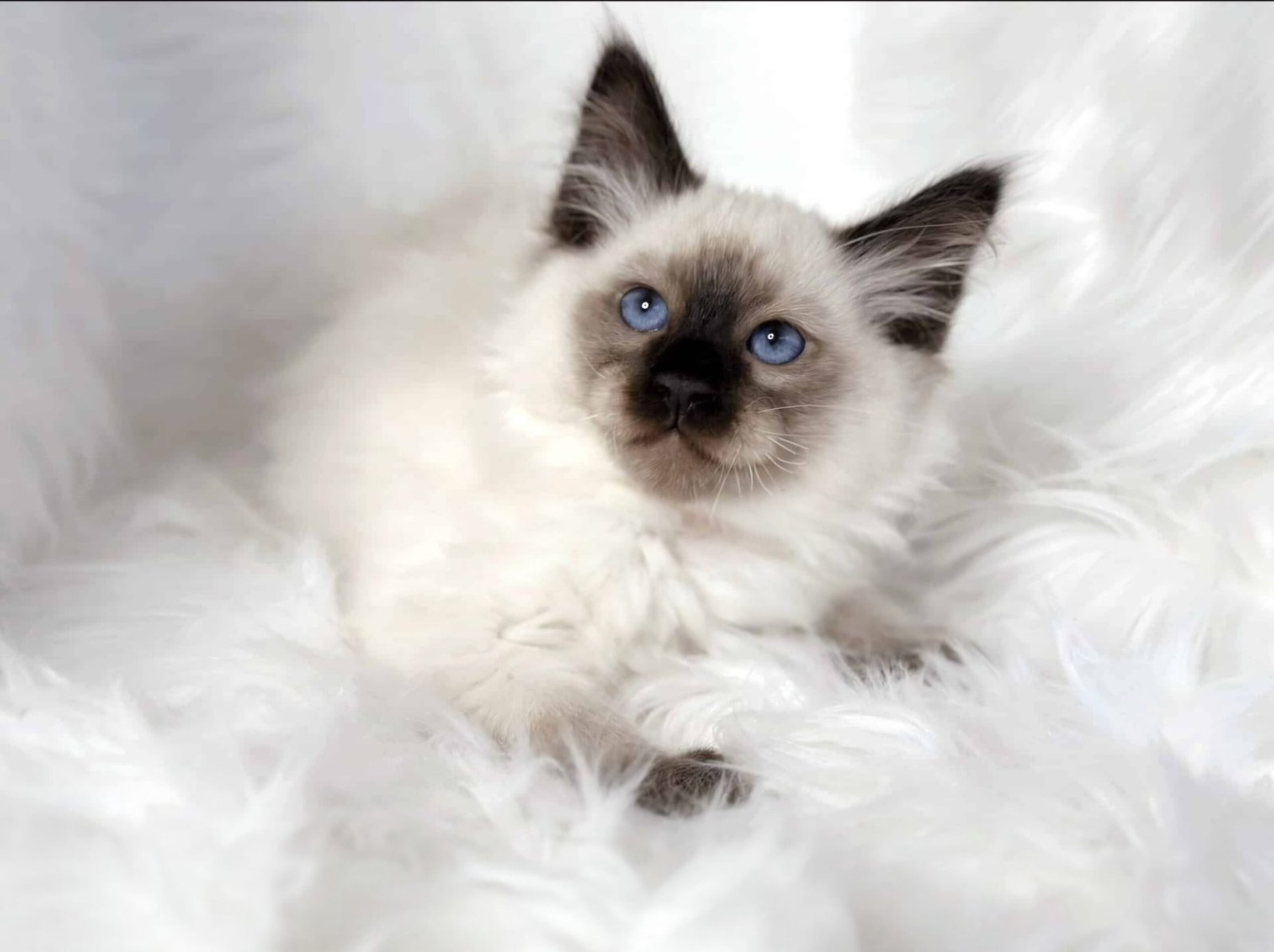 balinese tica tresorcats