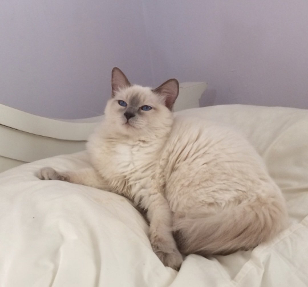 balinese wikipedia 3