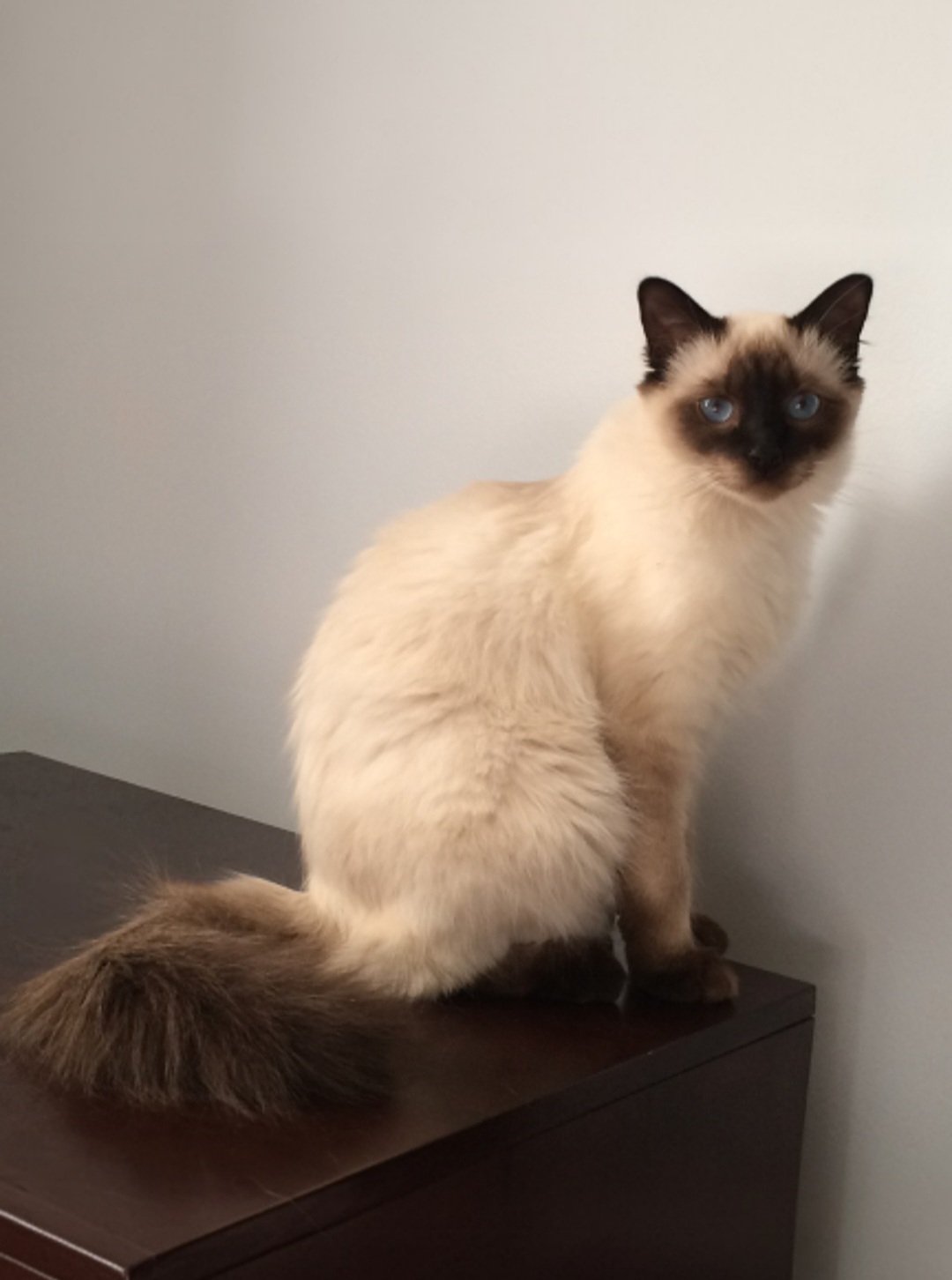 balinese wikipedia 4