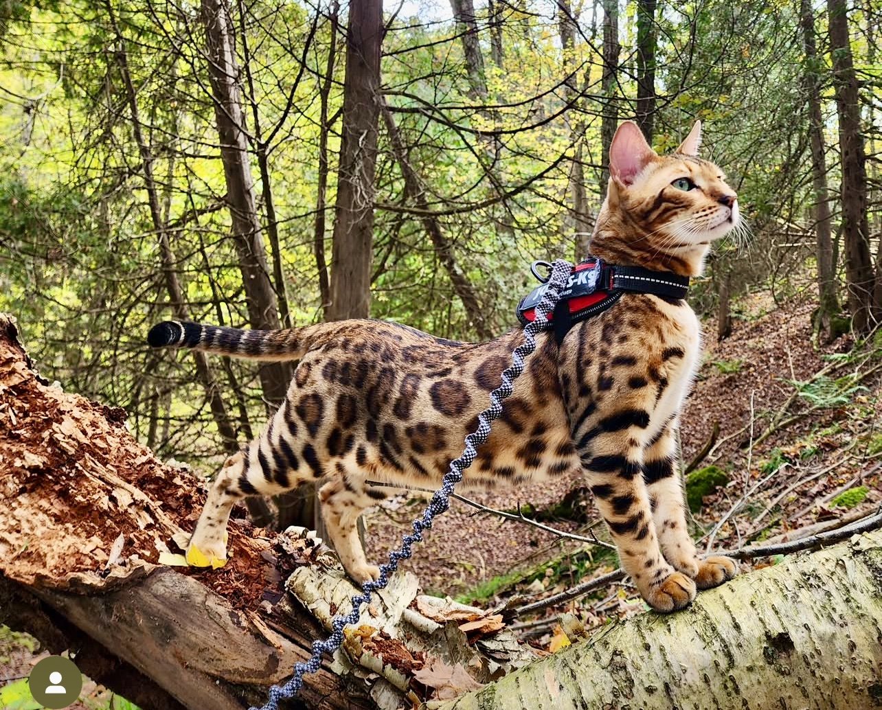 bengal tica bengalamoremio
