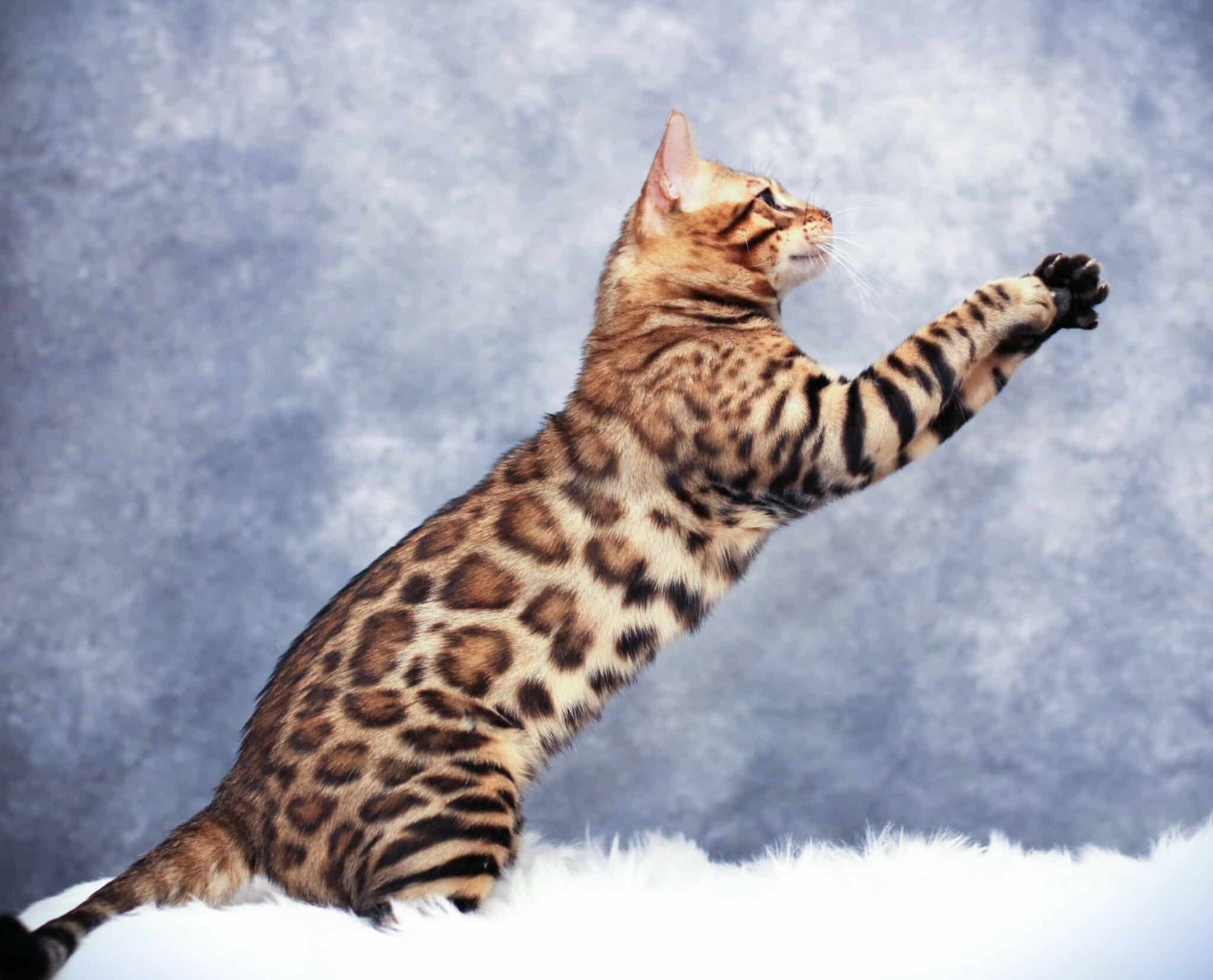 bengal tica bengalsprideco