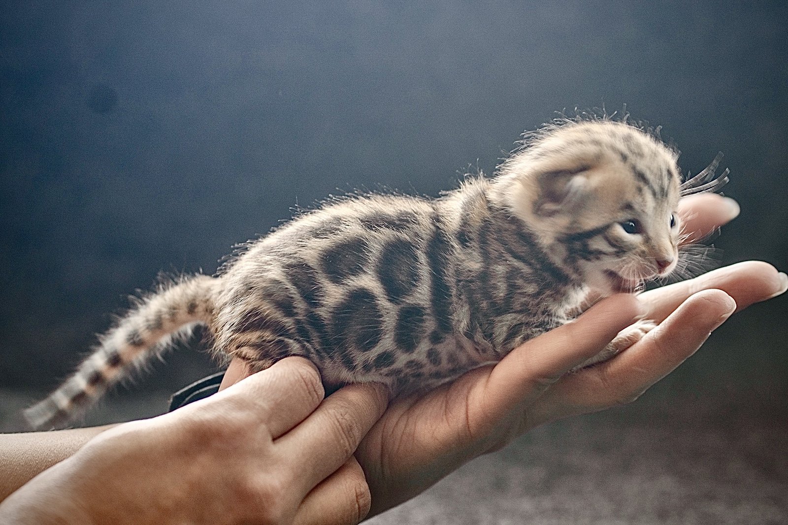 bengal tica houseofbengalaz