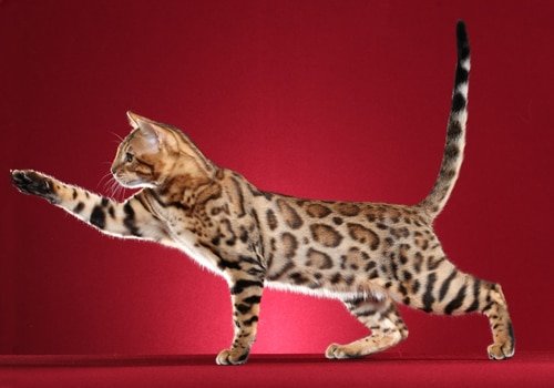 bengal full body tica