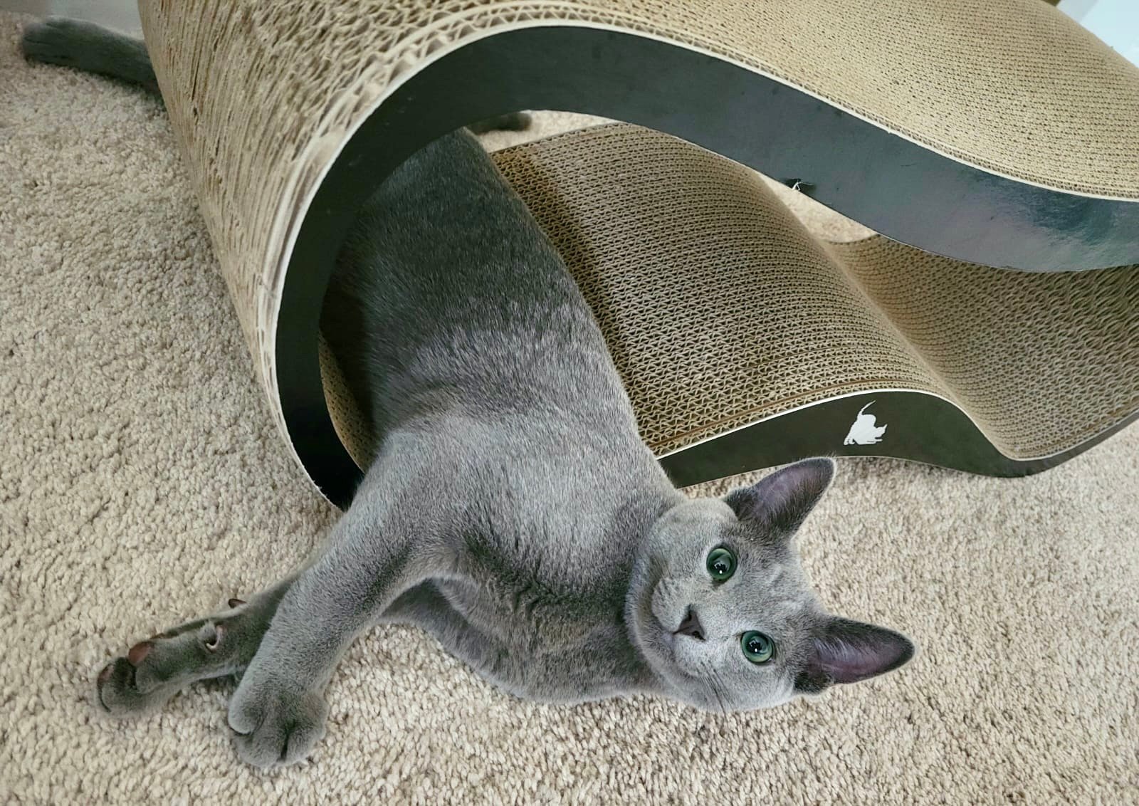 russian blue tica bluesburg