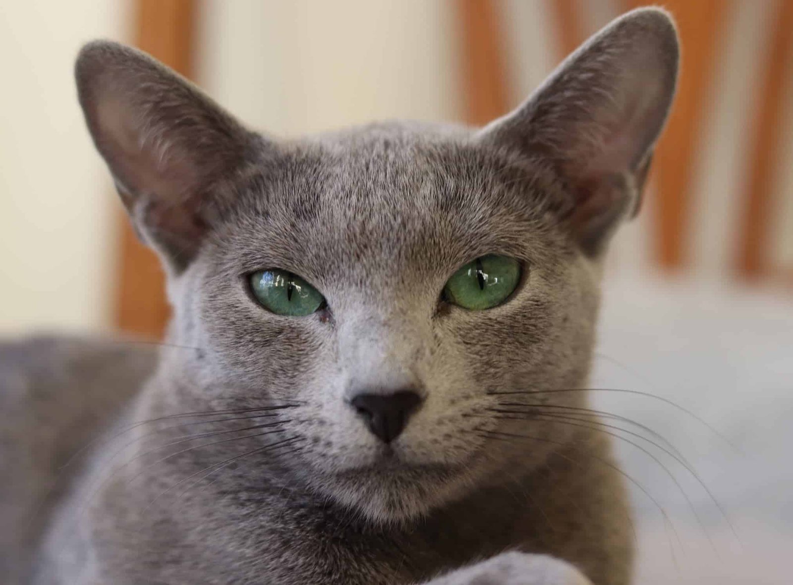 russian blue tica fantasiacats