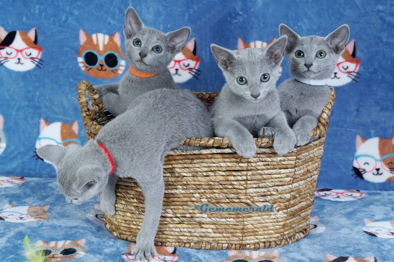 russian blue tica gememerald