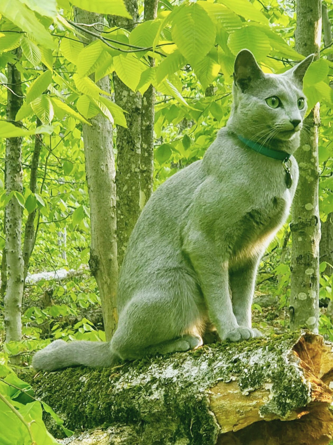 russian blue tica kittica