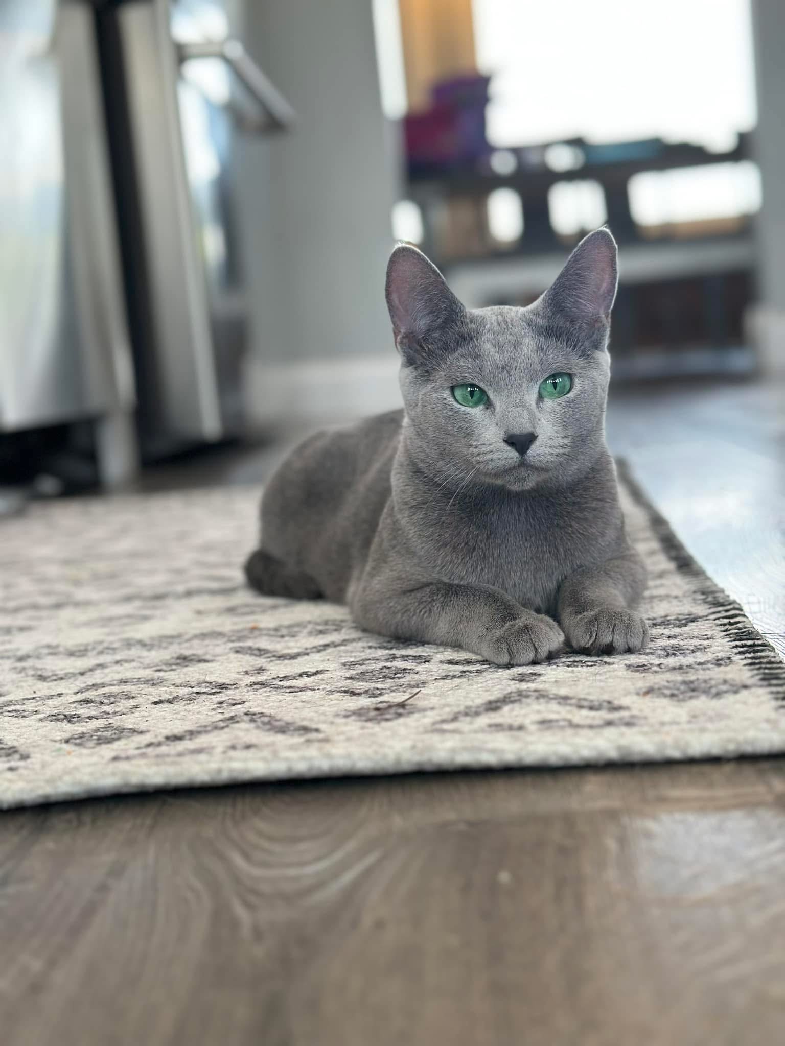 russian blue tica royalbluesusa