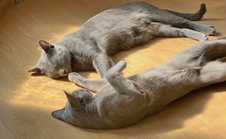 russian blue tica zulublues