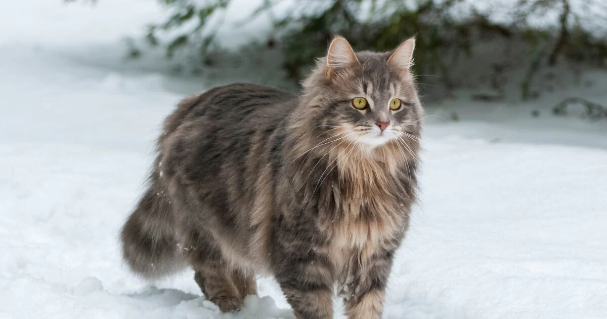 siberian feliway 2