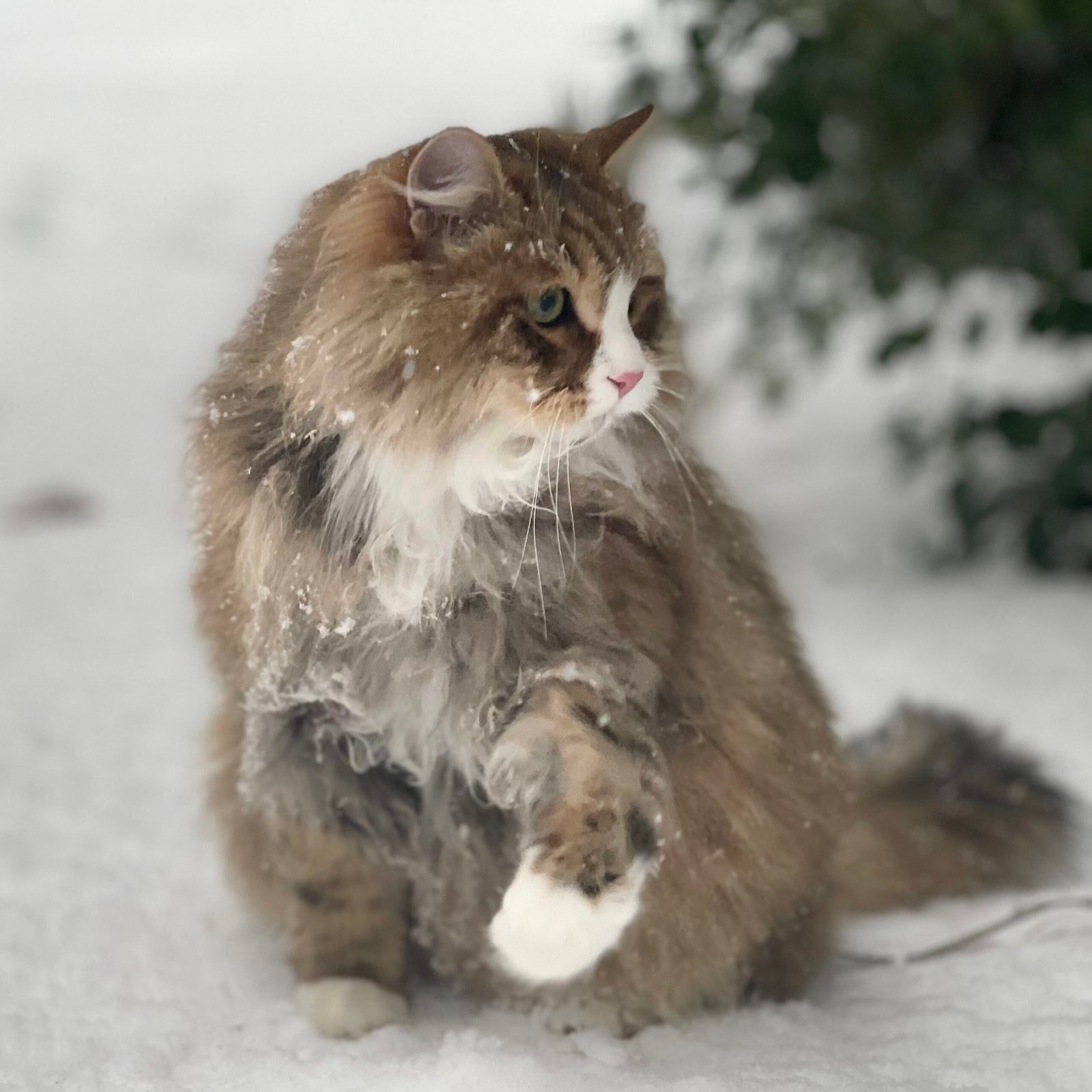 siberian wikipedia 4