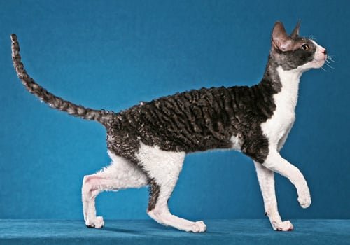 cornish rex full body tica