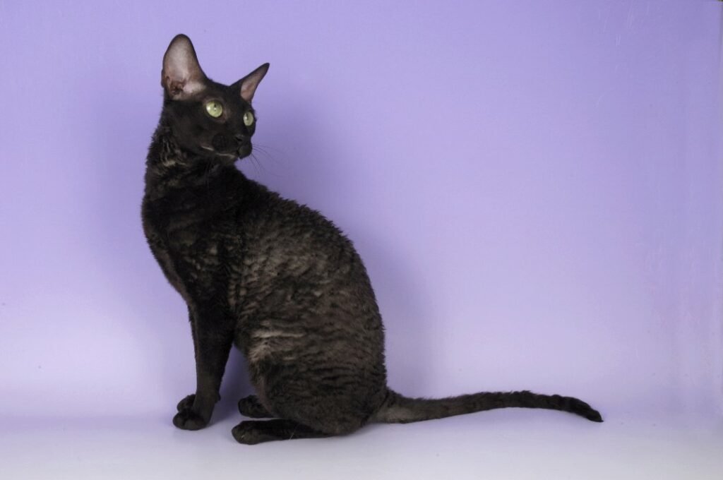 cornish rex rx cat association 1