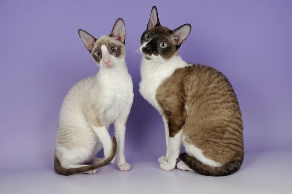 cornish rex rx cat association 2