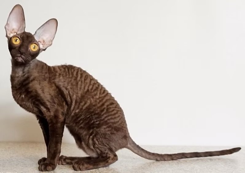 cornish rex tica rexopulence