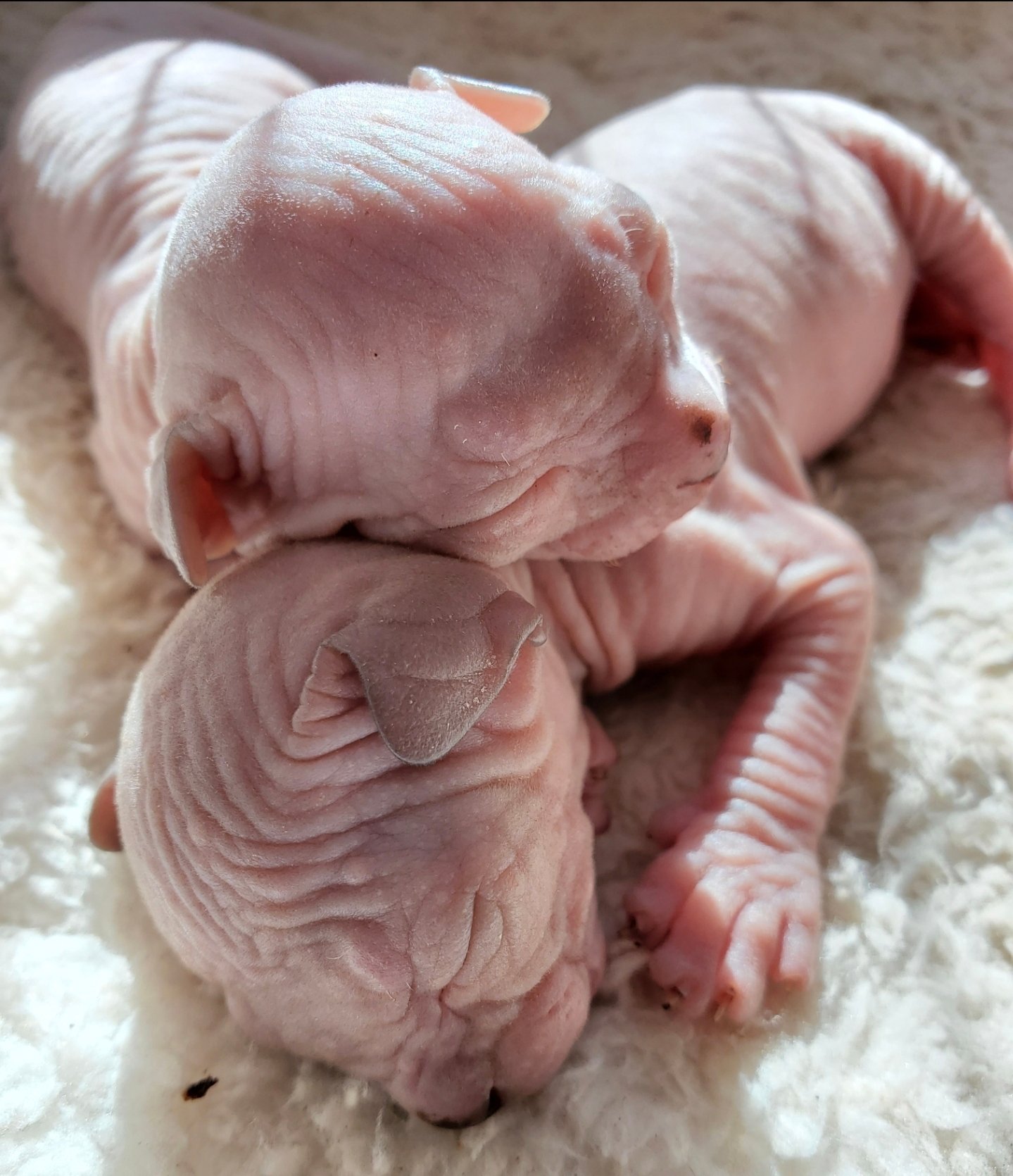 sphynx tica planetsphynx