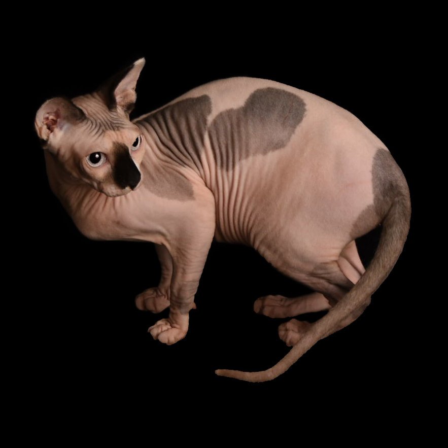 sphynx tica purrnofur