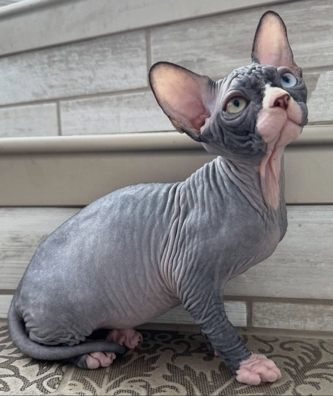 sphynx tica purrfectsphynx