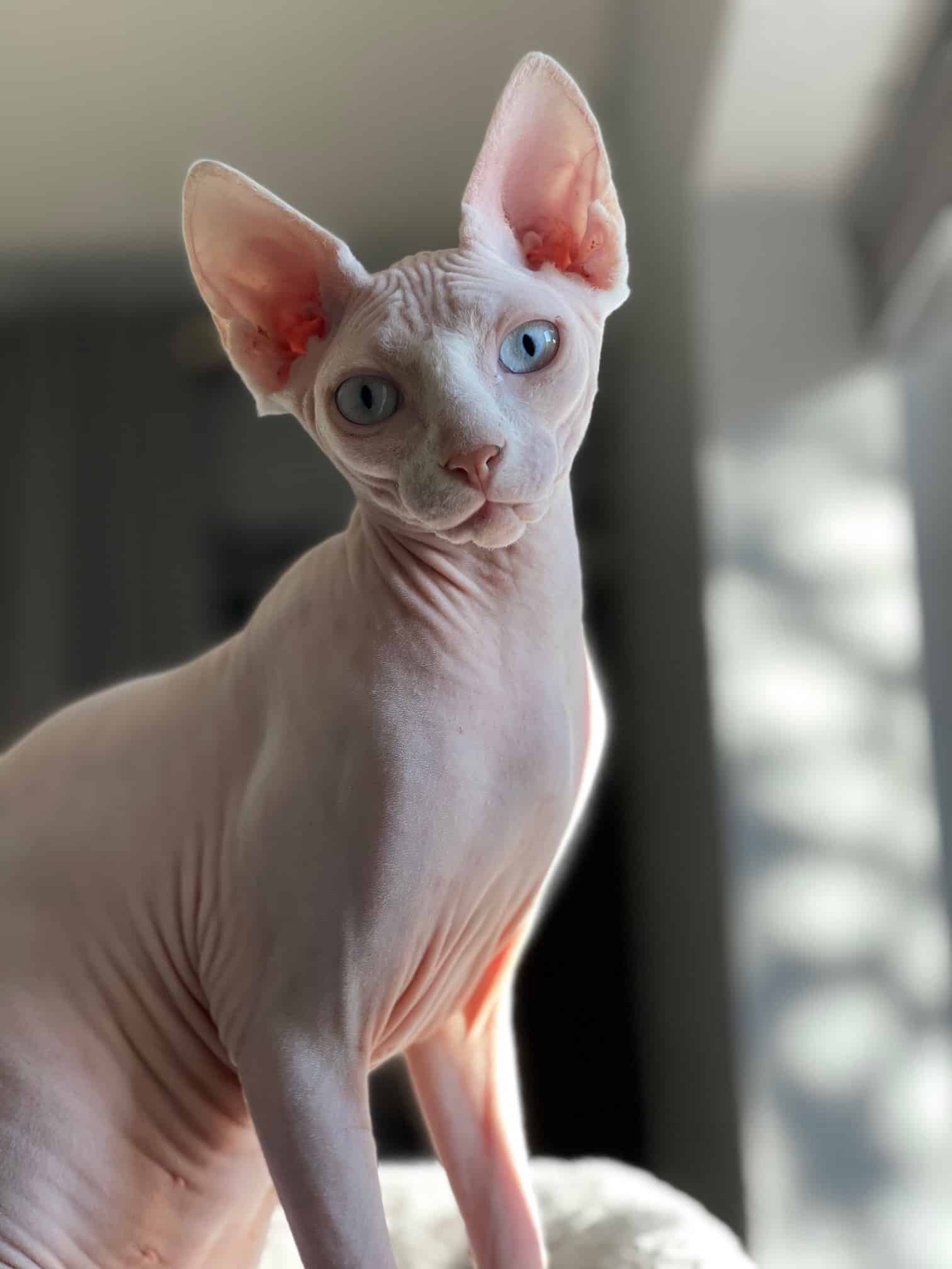 sphynx tica trophycat