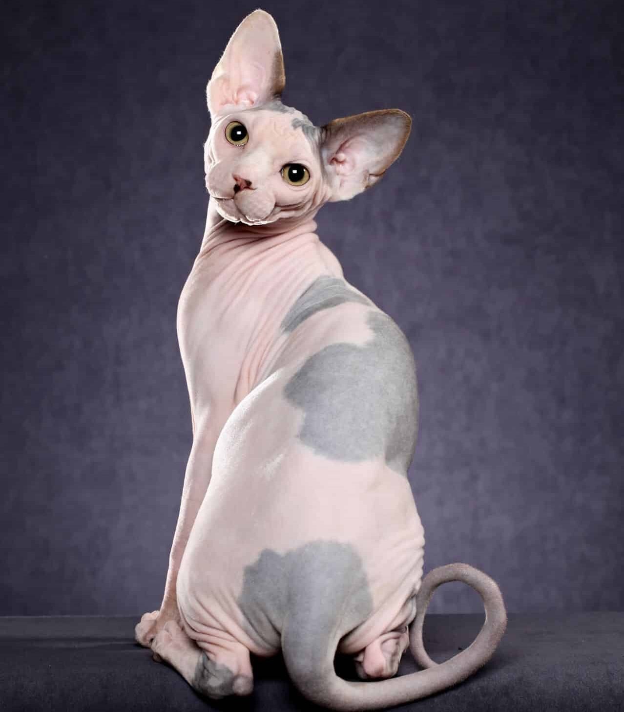sphynx full body tica